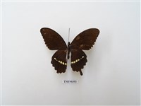 藏品(玉帶鳳蝶)的圖片